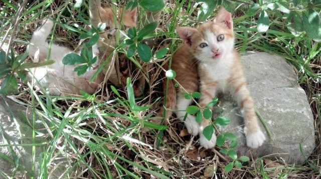 FB体育在线-天津荣钢快攻战术更加犀利，天津荣钢队