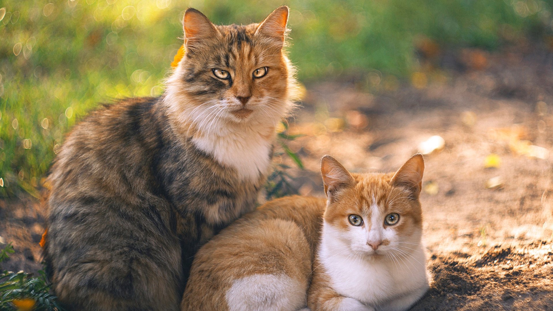 FB体育下载-欧洲豪门主力大放异彩，球星集体亮眼表现，欧洲豪门另组欧洲联赛