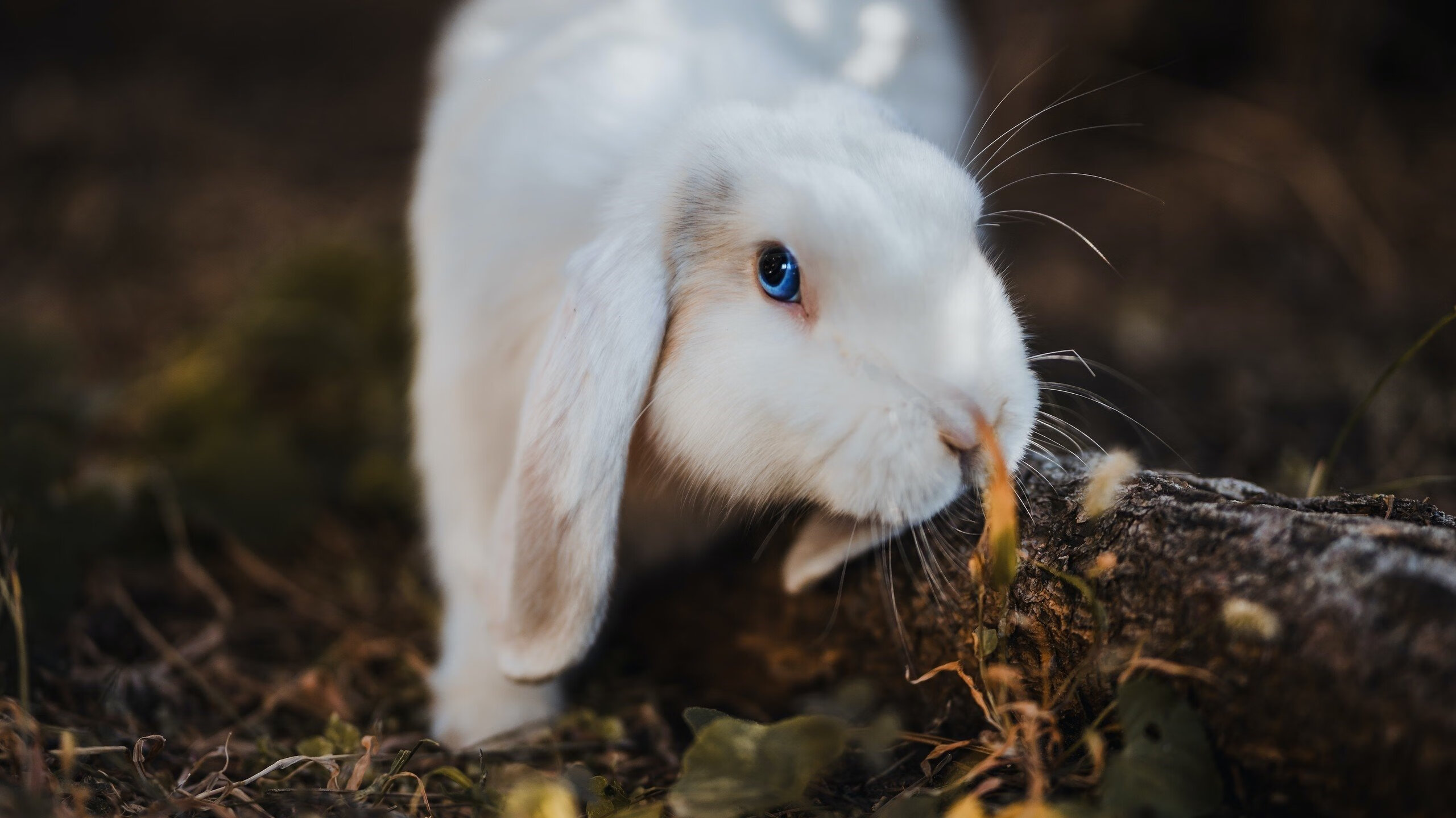 fb体育娱乐-西班牙击败克罗地亚队，晋级欧国赛八强，西班牙5_3胜克罗地亚进八强
