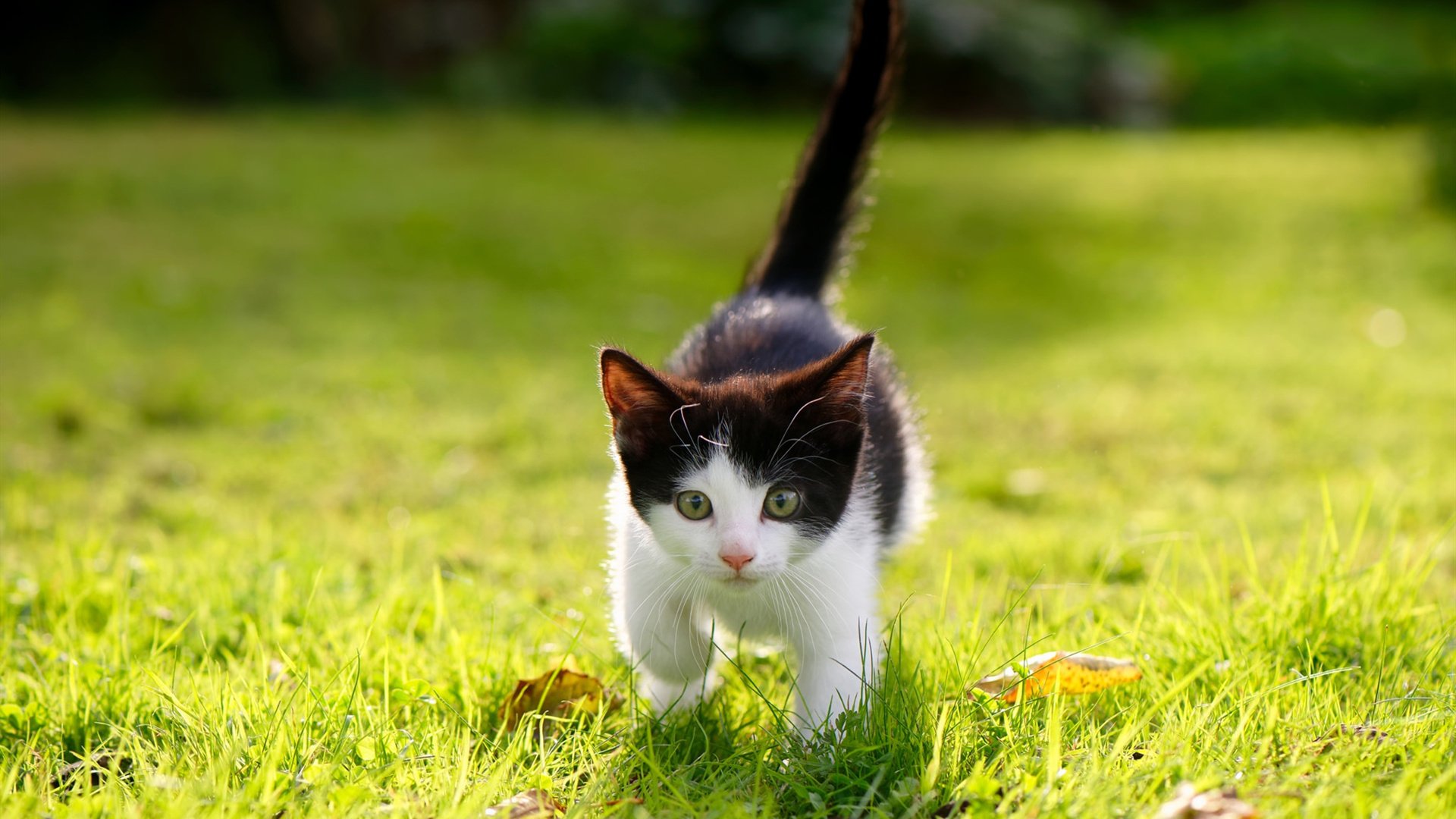 运动技能学习平台使用行为与动机分析，运动技能形成理论