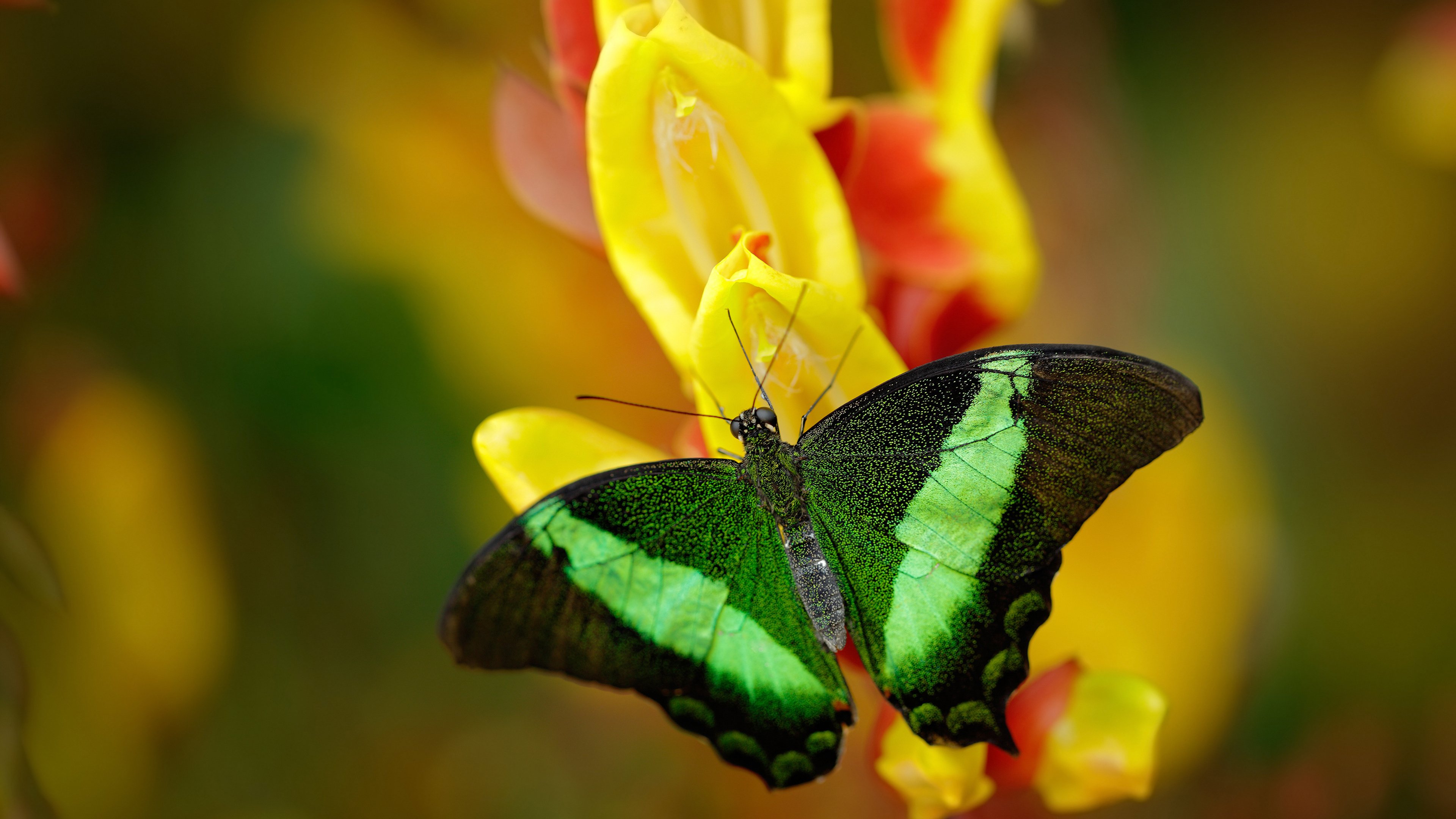 fb sports官网-体操少年争霸赛展现未来之星竞技实力，学校体操少年
