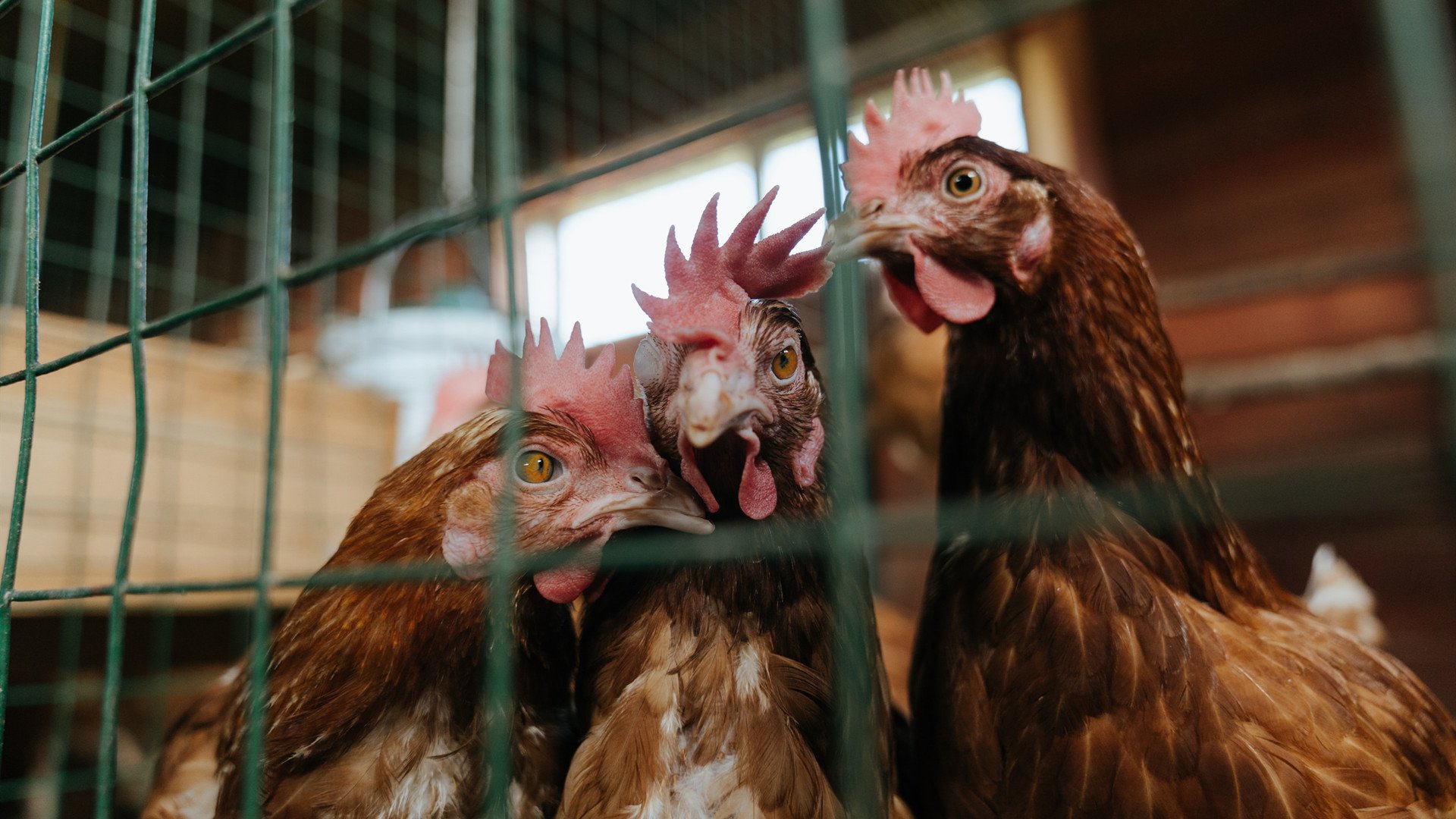 fb体育平台-国际乒联混合团体世界杯：澳大利亚队的表现是新兴力量的代表，国际乒联世界巡回赛澳大利亚公开赛