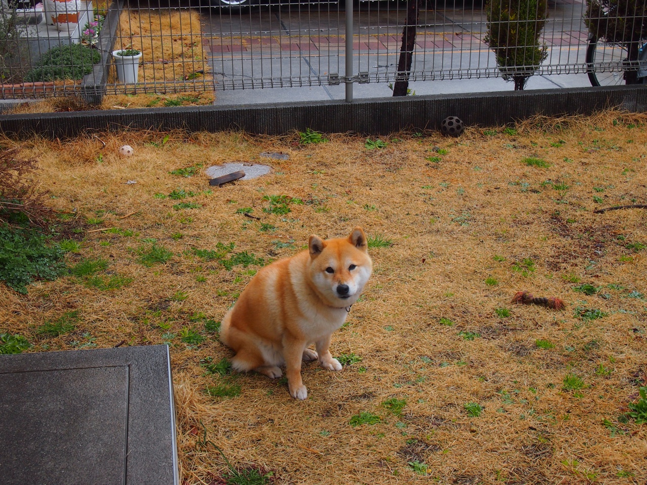 fb体育官网网页版-塞内加尔男篮在非洲锦标赛中奋勇拼搏，刷新非洲运动新纪录，非洲 塞内加尔