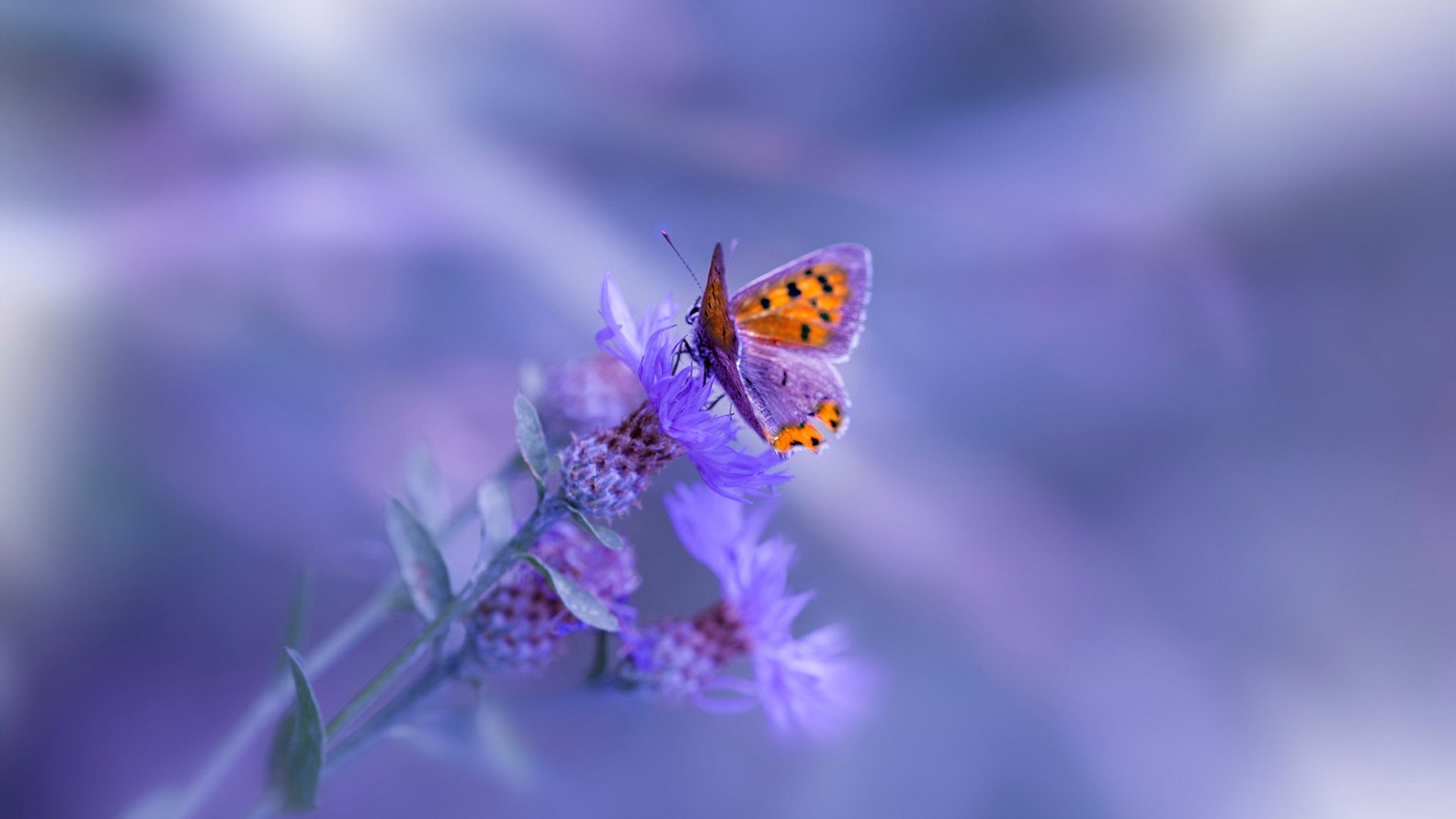 FB体育官方平台-恩比德内线强打命中率居联盟首位，恩比德在哪几个队伍打过