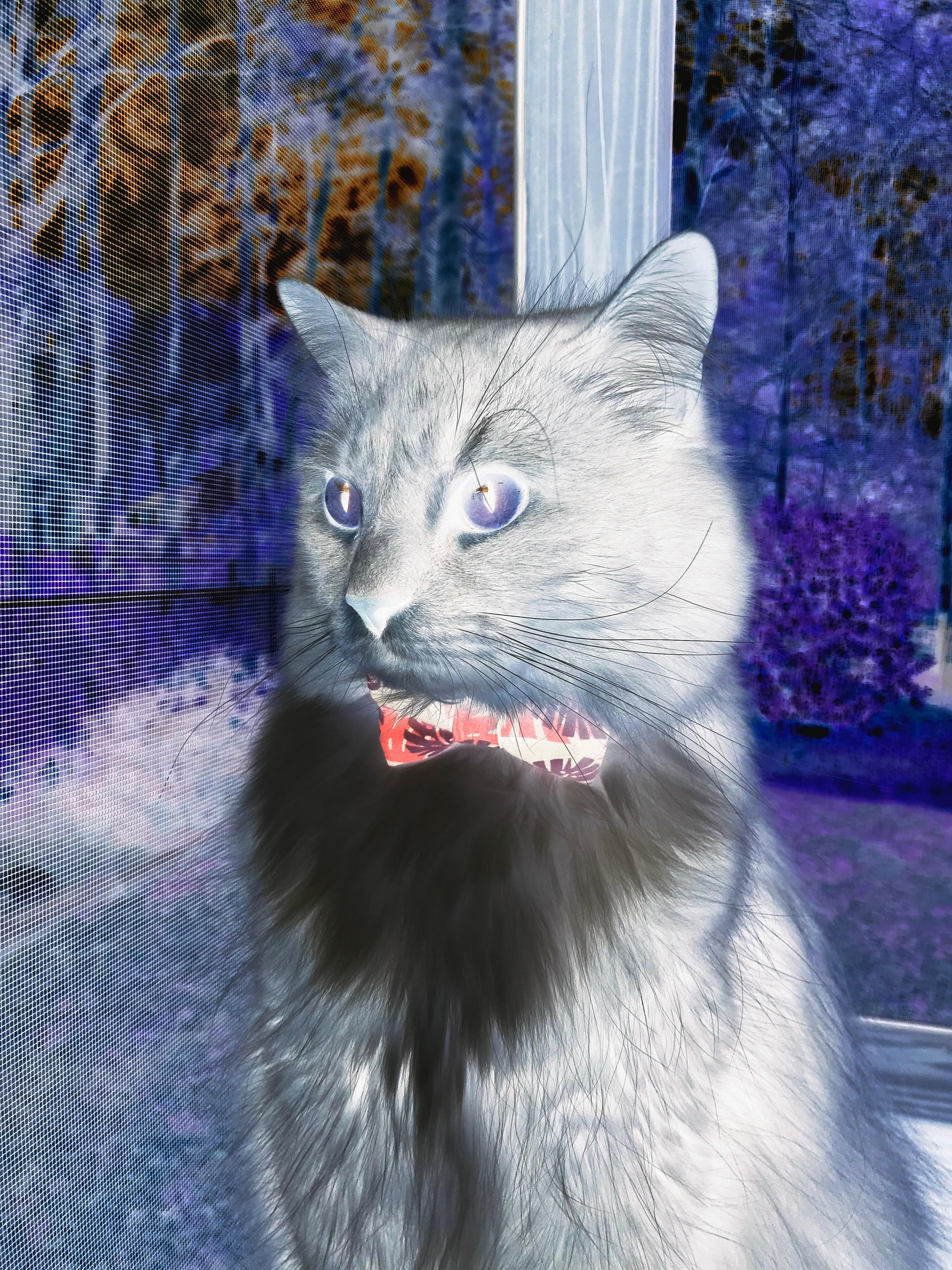 意甲战局逆转:逆境中的坚韧不拔,意甲经典比赛如c77 tv